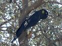 (52) Yellow-tailed Cockatoo